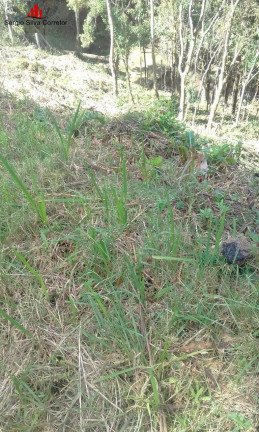 Imagem Terreno à Venda, 1.300 m² em Vila Capivari - Campos Do Jordão Imagem Terreno à Venda, 1.300 m² em Vila Capivari - Campos Do Jordão