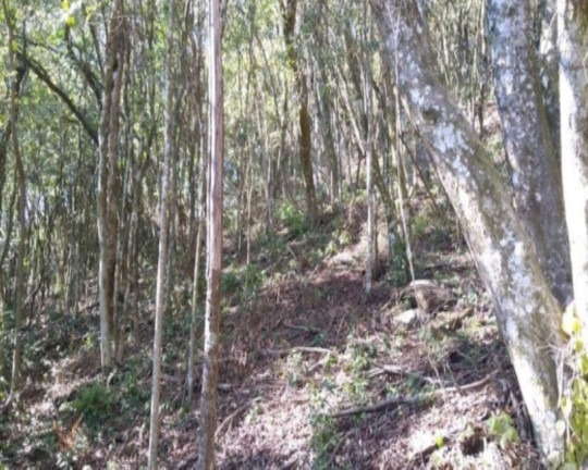 Imagem Terreno à Venda, 6.210 m² em Linha Imperial - Nova Petrópolis Imagem Terreno à Venda, 6.210 m² em Linha Imperial - Nova Petrópolis