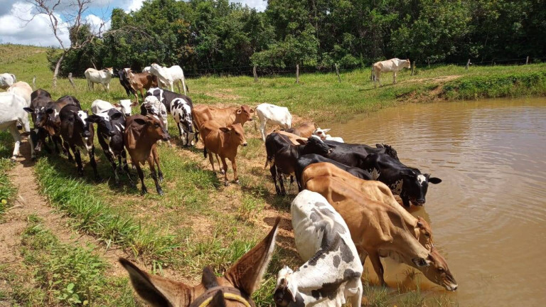 Imagem Fazenda à Venda, 23 m² em Zona Rural - Caldas Novas Imagem Fazenda à Venda, 23 m² em Zona Rural - Caldas Novas