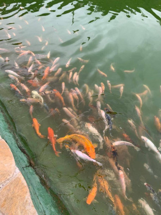 Imagem Chácara à Venda, 20 m² em Itapetinga - Atibaia Imagem Chácara à Venda, 20 m² em Itapetinga - Atibaia