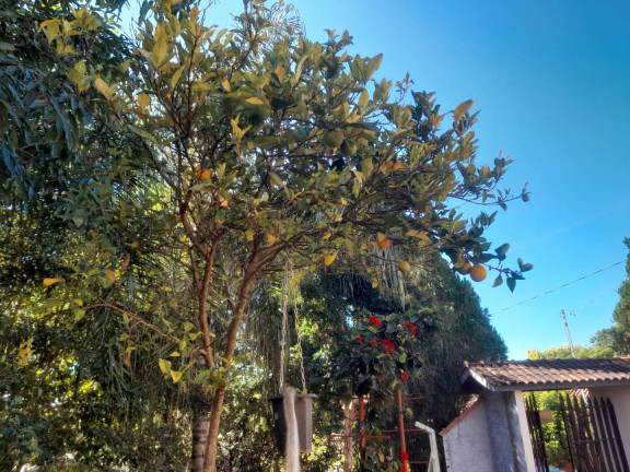 Imagem Chácara com 4 Quartos à Venda, 4.060 m² em Caneleiras - Ouro Fino Imagem Chácara com 4 Quartos à Venda, 4.060 m² em Caneleiras - Ouro Fino