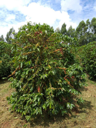 Imagem Fazenda à Venda, 60 m² em Piumhi Imagem Fazenda à Venda, 60 m² em Piumhi