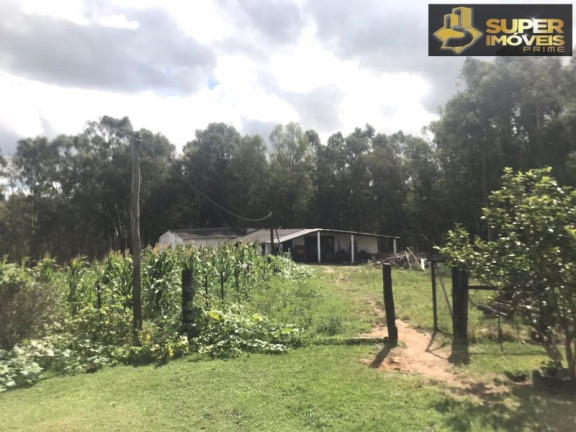 Imagem Imóvel com 7 Quartos à Venda, 120.000 m² em Monte Bonito - Pelotas Imagem Imóvel com 7 Quartos à Venda, 120.000 m² em Monte Bonito - Pelotas