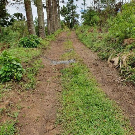 Imagem Imóvel com 3 Quartos à Venda, em Tijucas Do Sul - Tijucas Do Sul Imagem Imóvel com 3 Quartos à Venda, em Tijucas Do Sul - Tijucas Do Sul
