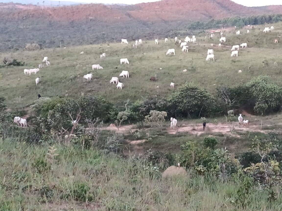 Imagem Fazenda à Venda, 63 m² em Zona Rural - Abadiânia