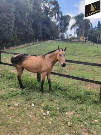 Imagem Imóvel com 3 Quartos à Venda, 16.200 m² em Zona Rural - Quatro Barras Imagem Imóvel com 3 Quartos à Venda, 16.200 m² em Zona Rural - Quatro Barras