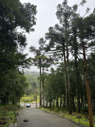 Imagem Terreno à Venda, 1.128 m² em Pinheiro Grosso - Canela Imagem Terreno à Venda, 1.128 m² em Pinheiro Grosso - Canela