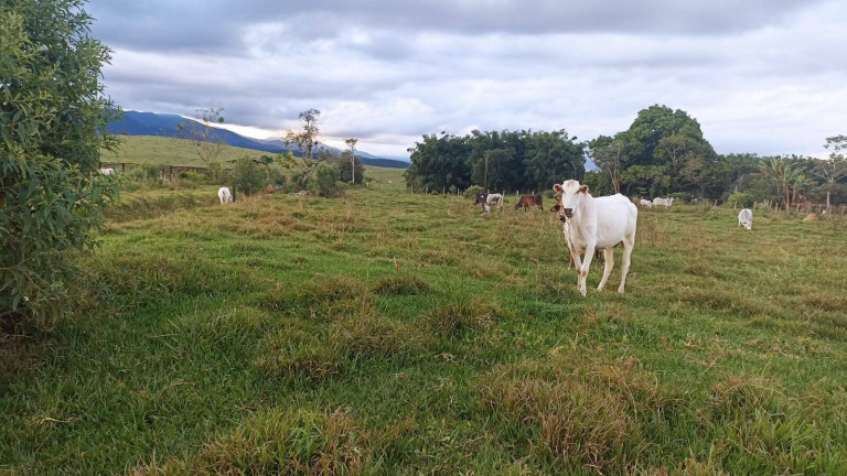 Imagem Fazenda à Venda, 100 m² em Estiva - Taubaté Imagem Fazenda à Venda, 100 m² em Estiva - Taubaté