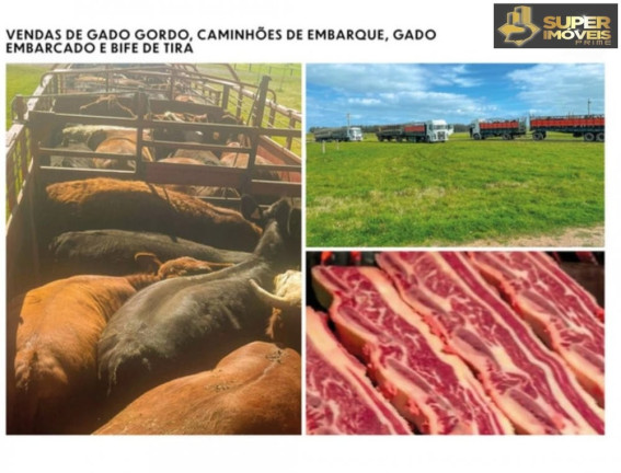 Imagem Imóvel com 3 Quartos à Venda, 25.000.000 m² em Prado - Santana Do Livramento