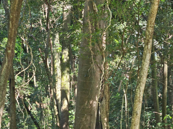 Imagem Chácara com 3 Quartos à Venda, 2 m² em Arapongas Imagem Chácara com 3 Quartos à Venda, 2 m² em Arapongas