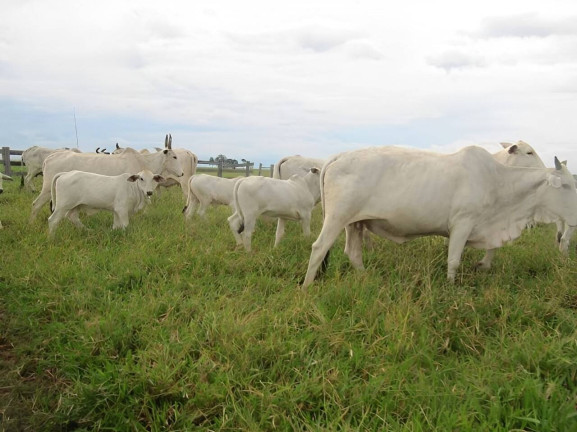 Imagem Fazenda à Venda, 2.541 m² em Centro - Pontes E Lacerda Imagem Fazenda à Venda, 2.541 m² em Centro - Pontes E Lacerda