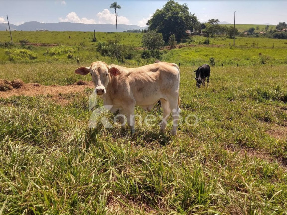 Imagem Fazenda à Venda, 150 m² em Marambaia - Caçapava Imagem Fazenda à Venda, 150 m² em Marambaia - Caçapava