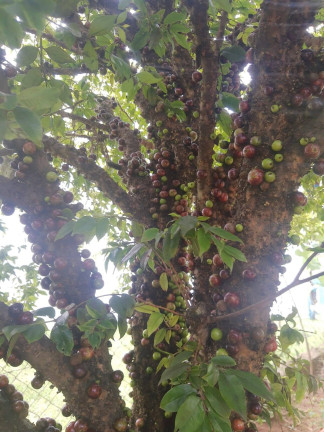 Imagem Terreno à Venda, 1 m² em Jardim Cananéia - Pilar Do Sul Imagem Terreno à Venda, 1 m² em Jardim Cananéia - Pilar Do Sul