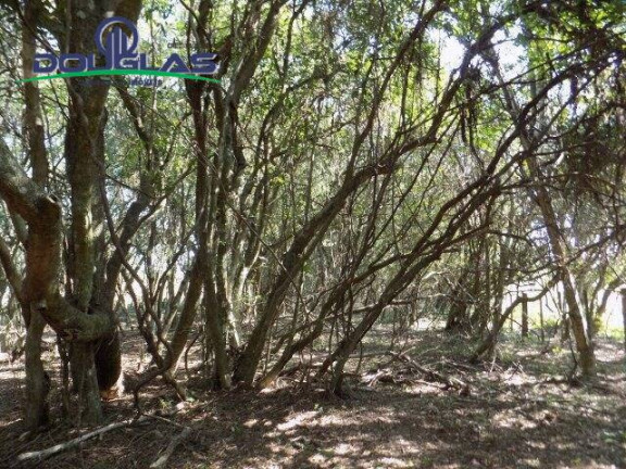 Imagem Chácara à Venda, 20.000 m² em águas Claras - Viamão