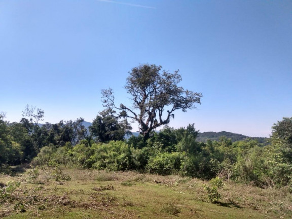 Imagem Imóvel à Venda, 7.700 m² em Voluntária Baixa - Igrejinha Imagem Imóvel à Venda, 7.700 m² em Voluntária Baixa - Igrejinha