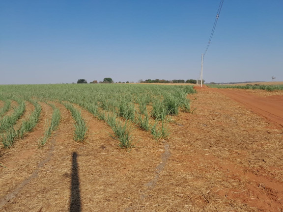 Imagem Imóvel à Venda, 40 m² em área Rural De Jales - Jales Imagem Imóvel à Venda, 40 m² em área Rural De Jales - Jales