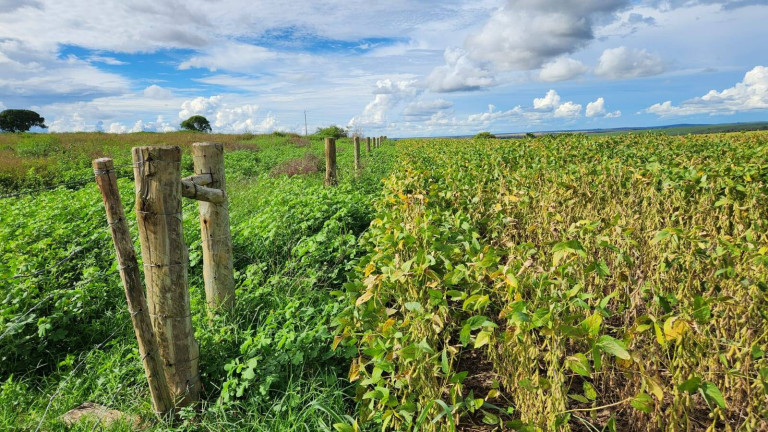Imagem Fazenda à Venda, em Poxoréo Imagem Fazenda à Venda, em Poxoréo