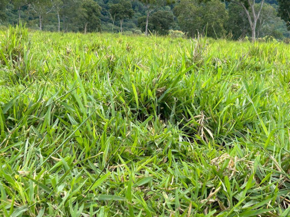 Imagem Fazenda à Venda, 1 m² em Cuiabá Imagem Fazenda à Venda, 1 m² em Cuiabá
