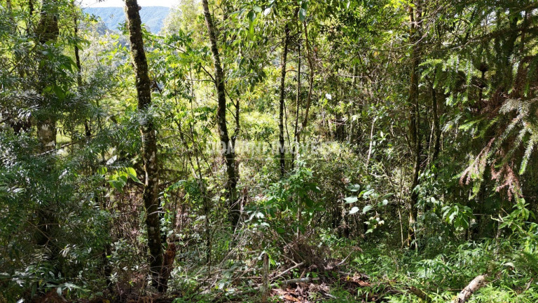 Imagem Terreno à Venda, 1.275 m² em Região Do Parque Pedra Do Baú - Campos Do Jordão Imagem Terreno à Venda, 1.275 m² em Região Do Parque Pedra Do Baú - Campos Do Jordão