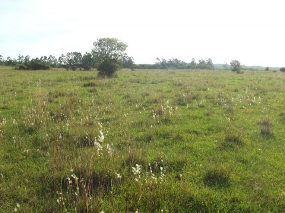 Imagem Chácara à Venda, 8 m² em águas Claras - Viamão Imagem Chácara à Venda, 8 m² em águas Claras - Viamão
