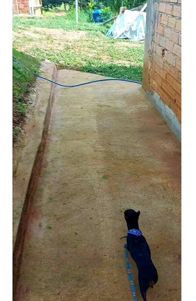Imagem Chácara com 3 Quartos à Venda, 240 m² em Zona Rural - Goiânia Imagem Chácara com 3 Quartos à Venda, 240 m² em Zona Rural - Goiânia