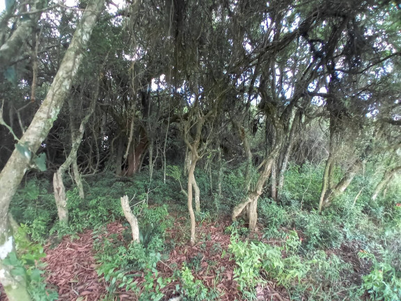 Imagem Chácara à Venda, 20.000 m² em águas Claras - Viamão