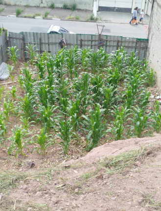 Imagem Terreno à Venda, 262 m² em Centro - Diadema Imagem Terreno à Venda, 262 m² em Centro - Diadema