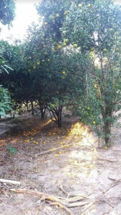 Imagem Fazenda à Venda, 10.000 m² em Centro - Itaboraí