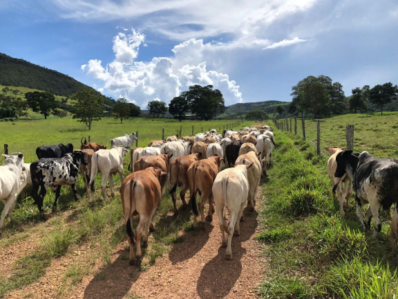 Imagem Fazenda à Venda, 6.050.000 m² em Zona Rural - Cocalzinho De Goiás Imagem Fazenda à Venda, 6.050.000 m² em Zona Rural - Cocalzinho De Goiás