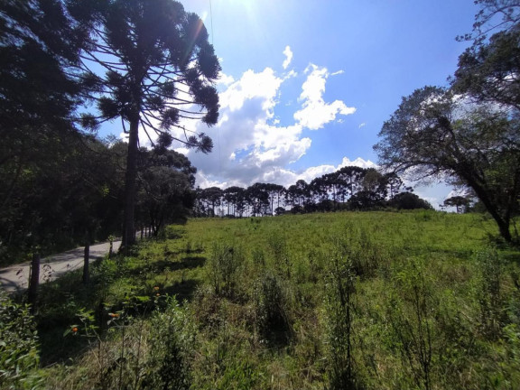 Imagem Terreno à Venda, 5.000 m² em Contenda - São José Dos Pinhais