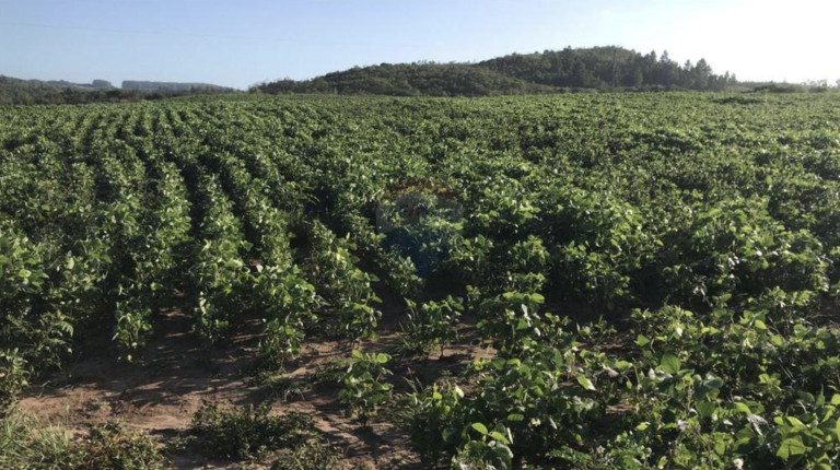 Imagem Fazenda à Venda, 825.000 m² em Zona Rural - Encruzilhada Do Sul Imagem Fazenda à Venda, 825.000 m² em Zona Rural - Encruzilhada Do Sul