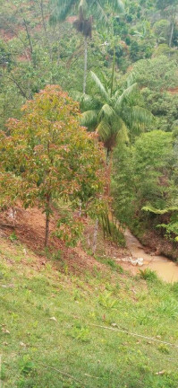Imagem Chácara à Venda, 30.000 m² em Santa Maria De Marechal - Marechal Floriano
