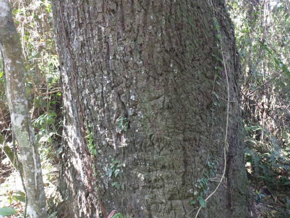 Imagem Imóvel com 2 Quartos à Venda, 51.700 m² em Centro - Cerro Azul Imagem Imóvel com 2 Quartos à Venda, 51.700 m² em Centro - Cerro Azul