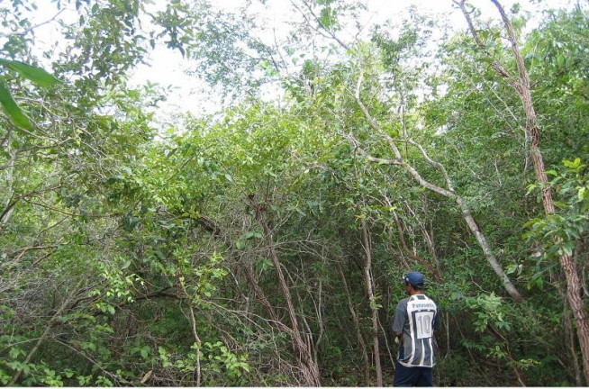 Imagem Fazenda à Venda, 3.500 m² em Rural - São Francisco Do Maranhão Imagem Fazenda à Venda, 3.500 m² em Rural - São Francisco Do Maranhão