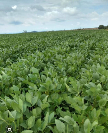 Imagem Fazenda à Venda, em Poxoréo Imagem Fazenda à Venda, em Poxoréo