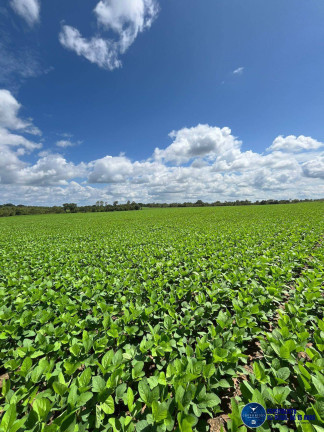 Imagem Fazenda à Venda, 1 m² em Zona Rural - Palmeirante Imagem Fazenda à Venda, 1 m² em Zona Rural - Palmeirante