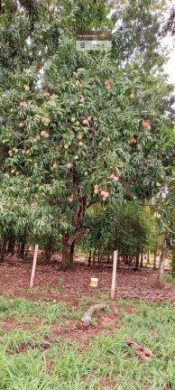 Imagem Chácara com 1 Quarto à Venda, 2 m² em Zona Rural - Bela Vista De Goiás