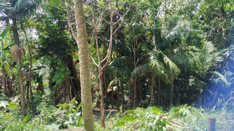 Imagem Terreno à Venda, 1.748 m² em Sete Praias - São Paulo Imagem Terreno à Venda, 1.748 m² em Sete Praias - São Paulo