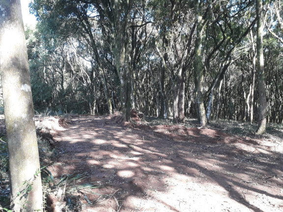 Imagem Chácara à Venda, 1 m² em Colônia Balbino Cunha - Campo Largo Imagem Chácara à Venda, 1 m² em Colônia Balbino Cunha - Campo Largo