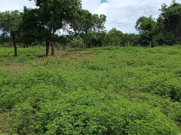 Imagem Fazenda à Venda, 500 m² em Zona Rural - Paranã Imagem Fazenda à Venda, 500 m² em Zona Rural - Paranã