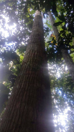 Imagem Chácara com 2 Quartos à Venda, 2 m² em Nilo Peçanha