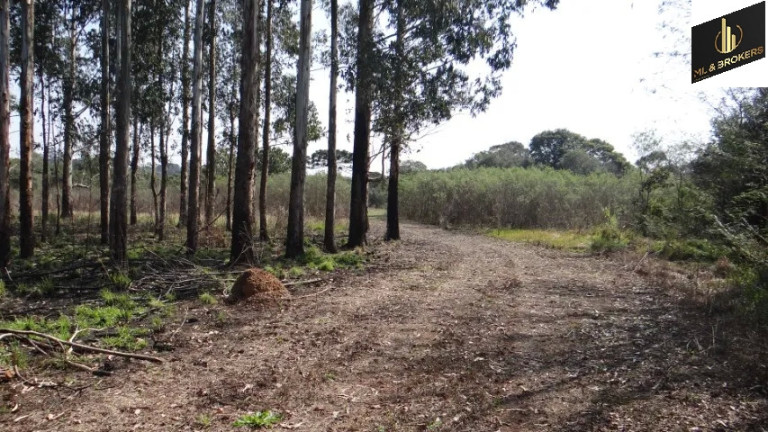 Imagem Imóvel com 4 Quartos à Venda, 84.000 m² em Jardim Itaqui - Campo Largo Imagem Imóvel com 4 Quartos à Venda, 84.000 m² em Jardim Itaqui - Campo Largo