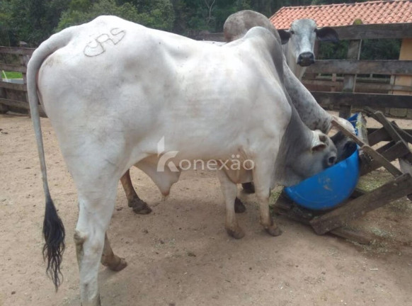 Imagem Fazenda à Venda, 100 m² em Borda Do Campo - Cunha Imagem Fazenda à Venda, 100 m² em Borda Do Campo - Cunha