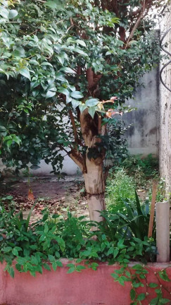 Imagem Casa com 3 Quartos à Venda,  em Vila Arens Ii - Jundiaí