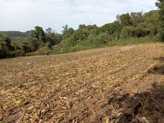 Imagem Chácara com 3 Quartos à Venda, 130.000 m² em Cantagalo - Antônio Olinto Imagem Chácara com 3 Quartos à Venda, 130.000 m² em Cantagalo - Antônio Olinto