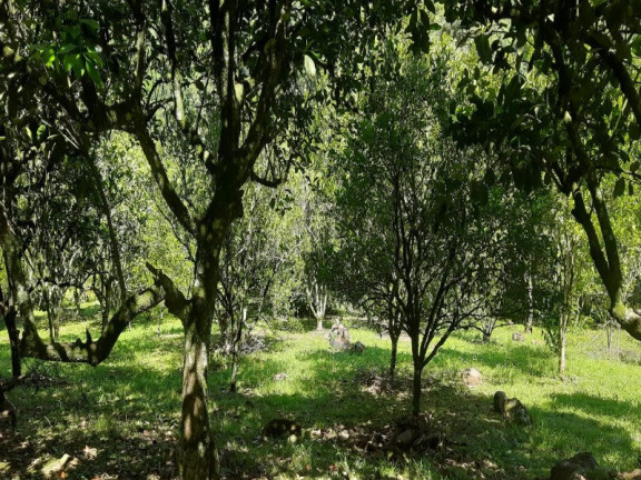 Imagem Imóvel com 2 Quartos à Venda, 11 m² em Linha Pirajá Baixa - Nova Petrópolis Imagem Imóvel com 2 Quartos à Venda, 11 m² em Linha Pirajá Baixa - Nova Petrópolis