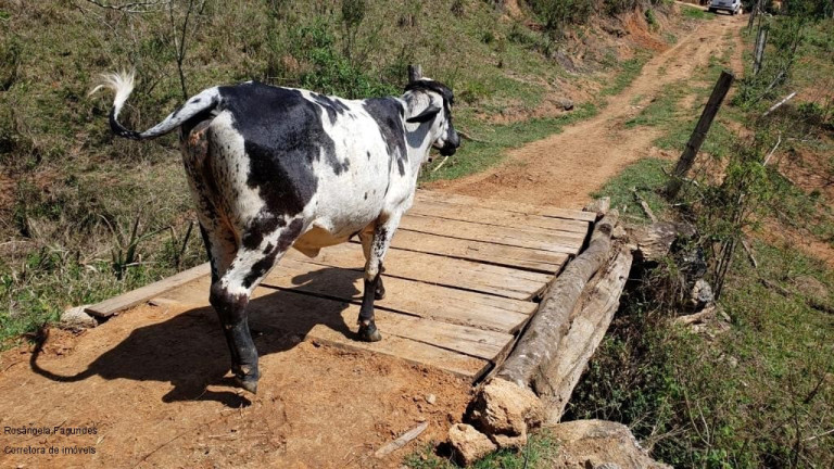 Imagem Imóvel à Venda, 10 m² em Sitio Capituvas - Bandeira Do Sul Imagem Imóvel à Venda, 10 m² em Sitio Capituvas - Bandeira Do Sul