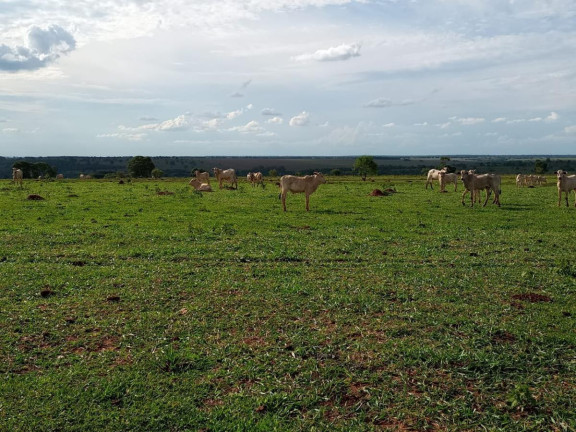 Imagem Fazenda à Venda, 2.027 m² em Rural - Campo Grande