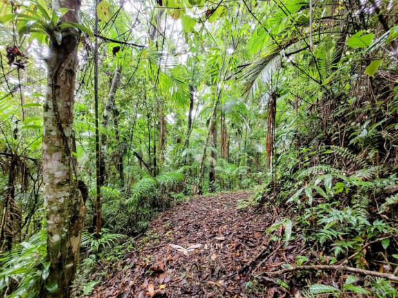 Imagem Chácara à Venda, 24.900 m² em Três Rios Do Norte - Jaraguá Do Sul Imagem Chácara à Venda, 24.900 m² em Três Rios Do Norte - Jaraguá Do Sul