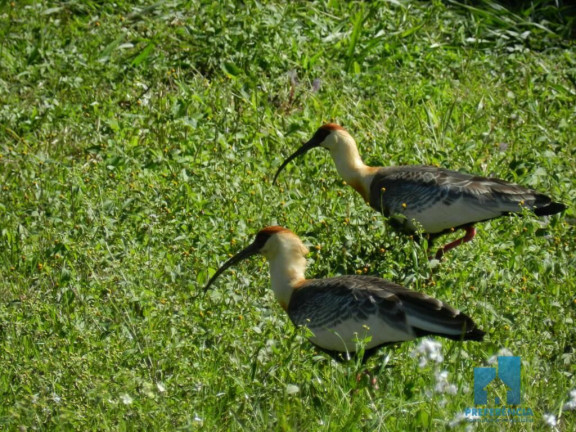 Imagem Imóvel à Venda, 1.345 m² em Guaragi - Ponta Grossa Imagem Imóvel à Venda, 1.345 m² em Guaragi - Ponta Grossa